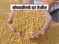 चार वर्षांत पहिल्यांदाच सोयाबीनच्या दरात विक्रमी वाढ; बाजारात हमीभावापेक्षा मिळतोय अधिक दर - Marathi News | For the first time in four years, soybean prices have increased to a record high; The market is getting more than the guaranteed price. | Latest agriculture News at Lokmat.com