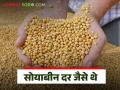 Soybean Market Update : सोयाबीन दर जैसे थे; वाचा काय मिळतोय दर - Marathi News | Soybean Market Update: Soybean prices were like; Read what rates are available | Latest agriculture News at Lokmat.com