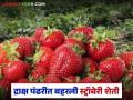 सप्तश्रृंगगडाच्या पायथ्याशी बहरली स्ट्रॉबेरी शेती; तरुणांसह महिलांना मिळतोय रोजगार - Marathi News | Strawberry farming flourishes at the foot of Saptashrunggad; Youth and women are getting employment | Latest agriculture News at Lokmat.com