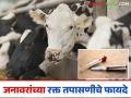 खर्च अन् वेळेत होईल बचत; रक्त तपासणीतून कळेल जनावरांच्या आजाराचे नेमके कारण - Marathi News | Cost and time will be saved; Blood tests will reveal the exact cause of animal diseases | Latest agriculture News at Lokmat.com