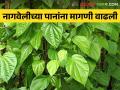 Betel Leaf Market : नागवेलीच्या पानांना सणासुदीमुळे मागणी वाढली - Marathi News | Betel Leaf Market: Demand for betel leaves increased due to the festival | Latest agriculture News at Lokmat.com