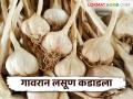 Garlic Market Price Update : बाजारात लसणाची चढ्या दरात विक्री; गावरान लसूण खातोय भाव - Marathi News | Garlic Market Price Update: Garlic is being sold at high prices in the market; Villagers are eating garlic at high prices | Latest agriculture News at Lokmat.com