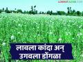 कांदा बियाण्यात शेतकऱ्याची फसवणूक; १५ गुंठ्यांत लावला कांदा उगवला मात्र डोंगळा - Marathi News | Farmer cheated in onion seeds; Onion planted in 15 clumps grew but did not sprout | Latest agriculture News at Lokmat.com