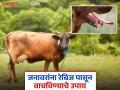 रेबिज पासून जनावरे वाचविण्यासाठी करा 'हे' सोपे उपाय; वेळेच उपचार दिल्याने टळेल आर्थिक हानी - Marathi News | Take these simple steps to protect animals from rabies; Timely treatment will prevent financial loss | Latest agriculture News at Lokmat.com
