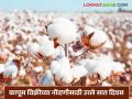 हमीभाव दराने कापूस विक्रीच्या नोंदणीसाठी उरले केवळ सात दिवस; त्वरित नोंदणी करण्याचे आवाहन - Marathi News | Only seven days left to register for selling cotton at guaranteed price; appeal to register immediately | Latest agriculture News at Lokmat.com