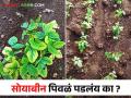 Soybean Crop Management शेतकऱ्यांनो, सोयाबीन पिवळं पडण्यामागील जाणून घ्या कारणे आणि उपाय - Marathi News | Soybean Crop Management Farmers, know the causes and remedies behind soybean yellowing | Latest agriculture News at Lokmat.com