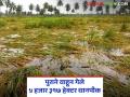 पुराने वाहून गेले विदर्भाच्या 'या' जिल्ह्यातील ५ हजार ३१७ हेक्टर क्षेत्रातील धानपीक; सर्व्हेक्षणाचा प्राथमिक अहवाल - Marathi News | Floods washed away paddy crops in 5,317 hectares of Vidarbha's 'Ya' district; Preliminary survey report | Latest agriculture News at Lokmat.com