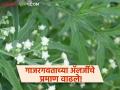 गाजरगवताची ॲलर्जी झाल्यास काय कराल? कशी घ्याल काळजी; जाणून घ्या सविस्तर - Marathi News | What to do if you are allergic to carrot grass? How to take care of it; Learn in detail | Latest agriculture News at Lokmat.com