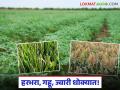 सततच्या ढगाळ वातावरणामुळे हरभरा, गहू, ज्वारी पिके धोक्यात; व्यवस्थापन खर्चातही यंदा वाढ - Marathi News | Gram, wheat, jowar crops at risk due to persistent cloudy weather; Management costs also increase this year | Latest agriculture News at Lokmat.com