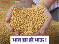 Soybean Market Rate : विवाहाचे मुहूर्त असल्याने माल बाजारात मात्र सोयाबीनला मिळतोय बारा वर्षातील नीचांकी दर - Marathi News | Soybean Market Rate: Due to the wedding season, soybeans are getting the lowest price in twelve years in the commodity market. | Latest agriculture News at Lokmat.com
