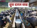 Dudh Dar : राज्यातील 'या' दूध संघाने केली खरेदी दरात दोन रुपयांची वाढ - Marathi News | Dudh Dar: 'Ya' milk association in the state increases the purchase price by two rupees | Latest agriculture News at Lokmat.com