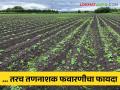 Crop Management जाणून घ्या तणनाशक फवारणी कोणत्या जमिनीत होते अधिक फायद्याची; कोरड्या जमिनीत की ओल्या? - Marathi News | Crop Management Know which soils are more beneficial to spray herbicides; In dry or wet soil? | Latest agriculture News at Lokmat.com