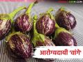 वजन कमी करण्यापासून ते मेंदूच्या फायद्याचे! बाजारात बारा महिने सहज उपलब्ध असलेले आरोग्यवर्धक वांगे - Marathi News | From weight loss to brain benefits! Health-boosting brinjals are readily available in the market for twelve months | Latest agriculture News at Lokmat.com