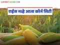 राईस नव्हे आता कॉर्न सिटी म्हणून 'या' जिल्ह्याची ओळख निर्माण होणार; शासनाकडे ३५ कोटींचा आराखडा सादर - Marathi News | This district of the state will now be known as Corn City, not Rice City; A plan worth Rs 35 crores will be submitted to the government | Latest agriculture News at Lokmat.com
