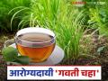 रोगप्रतिकारक शक्ती वाढविण्यापासून ते वजन कमी करण्यापर्यंत आरोग्यासाठी गुणकारी 'गवती चहा' - Marathi News | 'Grass tea' health benefits from boosting immunity to weight loss | Latest agriculture News at Lokmat.com