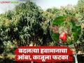 हवामान बदलाचा होतोय शेतीवर थेट परिणाम; आंबा, काजू, नारळ बागांना फटका - Marathi News | Climate change is having a direct impact on agriculture; Mango, cashew, coconut orchards are affected | Latest agriculture News at Lokmat.com
