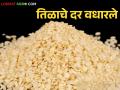 Sesame Market Rate : मकरसंक्रांतीच्या तोंडावर तिळाचे दर वधारले; उत्पादन घटल्याचा होतोय परिणाम - Marathi News | Sesame Market Rate: Sesame prices increased on the eve of Makar Sankranti; This is due to the decrease in production | Latest agriculture News at Lokmat.com