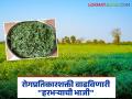 बाजारात आलेली हरभऱ्याची हिरवी भाजी खा, रोगप्रतिकारशक्ती वाढवा; आहारतज्ज्ञांचा सल्ला - Marathi News | Eat green gram vegetables available in the market, boost immunity; Dietician's advice | Latest agriculture News at Lokmat.com