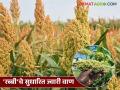 यंदा रब्बी हंगामात 'या' सुधारित ज्वारी वाणांची लागवड ठरेल फायद्याची; हमी असेल अधिक उत्पादनाची - Marathi News | This year, planting these improved sorghum varieties in the Rabi season will be beneficial; will guarantee higher production | Latest agriculture News at Lokmat.com