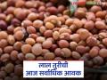 लाल तुरीची आज राज्यात सर्वाधिक आवक; वाचा तुरीला काय मिळतोय दर - Marathi News | Red turi has the highest arrival in the state today; Read what price turi is getting | Latest agriculture News at Lokmat.com
