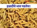 Turmeric Market Update हळदीसाठी प्रसिद्ध संत नामदेव मार्केट यार्डात आवक वाढली; हळदीचे भाव मात्र पडतेच! - Marathi News | Turmeric Market Update Sant Namdev market yard, famous for turmeric, saw an increase in arrivals; However, the price of turmeric falls! | Latest agriculture News at Lokmat.com