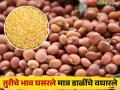 Pigeon Pea Market : शेतकऱ्यांमध्ये निराशेचे वातावरण; तुरीचे भाव घसरले; डाळींचे भाव मात्र गगनाला! - Marathi News | Pigeon Pea Market : An atmosphere of despair among farmers; Pipe prices fell; The price of pulses skyrocketed! | Latest agriculture News at Lokmat.com