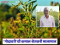 ऊस, कपाशी, मका पिकाला तूर ठरतेय पर्याय; शिवना टाकळीच्या बागायती पट्ट्यात शेतकऱ्यांची तुर शेतीला पसंती - Marathi News | Turmeric is becoming an alternative to sugarcane, cotton, and maize crops; Farmers in the Shivna Takli horticultural belt prefer tur cultivation | Latest agriculture News at Lokmat.com