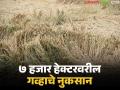अवकाळीने मराठवाड्यातील ७ हजार हेक्टरवरील गव्हाचे नुकसान; हरभरा, मका, बाजरी यासह आंबा, मोसंबी फळबागांनाही बसला फटका - Marathi News | Unseasonal rains damage wheat on 7,000 hectares in Marathwada; gram, maize, millet, mango and citrus orchards also affected | Latest agriculture News at Lokmat.com
