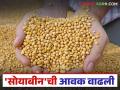 सोयाबीनची आवक ८४.५ टक्क्यांनी वाढली; काही ठिकाणी हमीदरापेक्षा जास्त तर काही ठिकाणी भाव कोसळले - Marathi News | Soybean arrivals increased by 84.5 percent; prices above the guaranteed price in some places, prices fell in others | Latest agriculture News at Lokmat.com