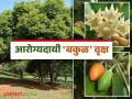 अगणित आयुर्वेदिक महत्व असलेले गुणकारी बकुळ वृक्ष; फळ, फूल, पाने सर्वांचे आहेत आरोग्यदायी फायदे - Marathi News | The medicinal tree of innumerable Ayurvedic importance Spanish cherry; the fruit, flowers, and leaves all have health benefits | Latest agriculture News at Lokmat.com