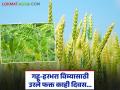 ज्वारीची मुदत संपली, आता गहू-हरभरा विम्यासाठी उरले फक्त काही दिवस; रब्बी पीक विमा योजना - Marathi News | Sorghum deadline has expired, now only a few days left for wheat-gram insurance; Rabi crop insurance scheme | Latest agriculture News at Lokmat.com