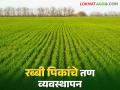 Rabi Crop Weed Management : रब्बी पिकांतील तण नियंत्रणाचे प्रभावी मार्ग - Marathi News | Rabi Crop Weed Management: Effective methods of weed control in Rabi crops | Latest agriculture News at Lokmat.com