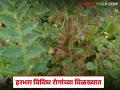 बदलत्या हवामानामुळे हरभरा पीक विविध रोगांच्या विळख्यात: उत्पादनात घट होण्याच्या भीतीने शेतकऱ्यांची चिंता वाढली - Marathi News | Gram crop vulnerable to various diseases due to changing weather: Farmers' concerns increased due to fear of decline in production | Latest agriculture News at Lokmat.com