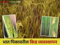 Rice Crop Management : 'या' पद्धतींचा वापर करून करा भात पिकावरील किड व्यवस्थापन - Marathi News | Rice Crop Management: Use 'these' methods to manage rice crop pests | Latest agriculture News at Lokmat.com