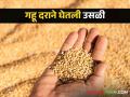 Wheat Market Update बाजार समित्यांमध्ये गव्हाची आवक घटताच दराने घेतली उसळी! - Marathi News | Wheat Market Update As soon as the arrival of wheat decreases in the market committees, the price took a bounce! | Latest agriculture News at Lokmat.com