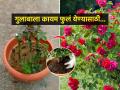 गुलाब कायम फुललेला राहावा तर करा फक्त ४ गोष्टी, गुलाबाला येईल मस्त बहर - Marathi News | Gardening Tips for continue flowering of rose plant : If you want the rose to keep blooming, just do 4 things, the rose will bloom beautifully | Latest sakhi News at Lokmat.com