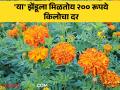 Zendu Rate : गणेशोत्सवामुळे 'या' झेंडूला मिळतोय तब्बल २०० रूपयांचा दर; उत्पादक सुखावले - Marathi News | Zendu Rate Due to Ganeshotsav, 'this' zendu is getting a rate of 200 rupees; Producers are happy | Latest agriculture News at Lokmat.com