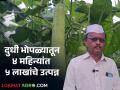 Success Story : १ एकर दुधी भोपळ्यातून ४ महिन्यात साडेसात लाखांचे उत्पादन! थेट मॉलला विक्री - Marathi News | Success Story of ashok raskar dudhi bhopala Production of seven and a half lakhs in 4 months from 1 acre of milk pumpkin! Selling directly to the mall | Latest agriculture News at Lokmat.com