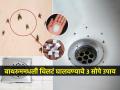 बाथरुम कितीही स्वच्छ केलं तरी सतत चिलटं घोंघावतात, ३ सोपे उपाय-चिलटं होतील गायब... - Marathi News | Easy Solutions for Chilte Flies Problem : No matter how much you clean the bathroom, there are always chilats, 3 simple solutions - chilats flies will disappear... | Latest sakhi News at Lokmat.com