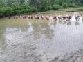 पुरामुळे गोंदिया जिल्ह्यातील ७०५९ हेक्टरमधील पिकांचे नुकसान - Marathi News | Flood damage to 7059 hectares of crops in Gondia district | Latest gondia News at Lokmat.com
