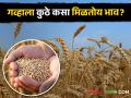 पुण्यात शरबती गव्हाला तर छत्रपती संभाजीनगरमध्ये बन्सी गव्हाला असा मिळतोय भाव - Marathi News | Sharbati wheat in Pune and bansi wheat in Chhatrapati Sambhajinagar | Latest agriculture News at Lokmat.com