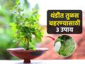 थंडीच्या दिवसांत तुळस सुकून गेली? तुळशीला बहर येण्यासाठी करा फक्त ३ गोष्टी... - Marathi News | How to take care of tulsi plant in winter : Did the basil dry up during the cold days? Just 3 things to make green Tulsi bloom... | Latest sakhi News at Lokmat.com