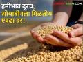 Soybean Bajarbhav : एकीकडे लागवड तर दुसरीकडे मागच्या हंगामातील विक्री! सोयाबीनला किती मिळतोय दर? - Marathi News | Soybean Bajarbhav : Cultivation on one hand and last season sale on the other! How much is the price of soybeans? | Latest agriculture News at Lokmat.com