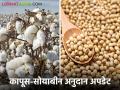 कापूस सोयाबीनचे अनुदान 'एवढ्याच' शेतकऱ्यांना मिळाले; उरलेल्या शेतकऱ्यांचे काय? वाचा सविस्तर - Marathi News | maharashtra agriculture cotton and soybean Producer subsidies farmer get money | Latest agriculture News at Lokmat.com
