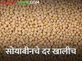 सोयाबीनचे दर काय वर येईनात; आज किती मिळाला दर? - Marathi News | maharashtra agriculture farmer market yard todays soybean rates price | Latest agriculture News at Lokmat.com