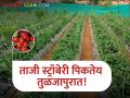 ताजी स्ट्रॉबेरी आता पिकतेय तुळजापुरात! १२ गुंठ्यात यशस्वी प्रयोग - Marathi News | Fresh strawberries are growing now in Tuljapur! Successful experiment in 12 clusters | Latest agriculture News at Lokmat.com