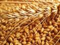 गव्हाच्या भावात ३०० ते ४०० रुपयांनी वाढ - Marathi News |  Wheat prices increase by 3-5 rupees | Latest jalgaon News at Lokmat.com