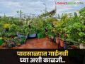 gardening tips: पावसाळ्यात झाडांची काळजी कशी घ्यावी? - Marathi News | | Latest agriculture News at Lokmat.com