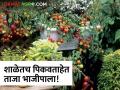 टोमॅटो, पालक,मिरच्या शाळेच्या परसबागेत लावत मराठवाड्यातील या शाळेने काढलं नाव! - Marathi News | This school in Marathwada got its name by planting tomatoes, spinach and chillies in the school yard! | Latest agriculture News at Lokmat.com
