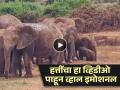VIDEO : तलावात पडलं होतं हत्तीचं पिल्लू, बघून मदतीसाठी जमा झाले सगळे हत्ती आणि मग... - Marathi News | Elephant Viral Video : Elephants gathered to save baby elephant that fell inside pond | Latest social-viral News at Lokmat.com